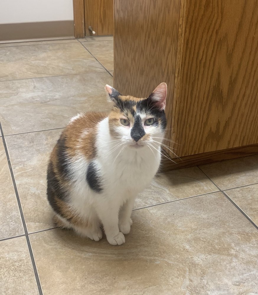 THE ANIMAL CLINIC OF KEARNEY 16 Photos & 10 Reviews 310 S Jefferson