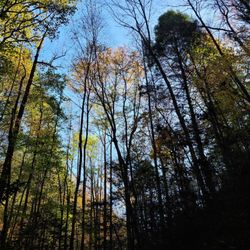 Sills Branch Falls