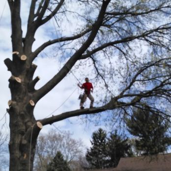 Michael Gay's Tree Solutions - Just a walk in the park for me. - Tree Services Near Me Michael Gay's Tree Solutions - Just a walk in the park for me. - Tree Services Near Me
