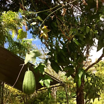 Going Bananas - Squash Climbing the Mango Tree! - Nurseries & Gardening Near Me - Homestead, Florida Going Bananas - Squash Climbing the Mango Tree! - Nurseries & Gardening Near Me - Homestead, Florida