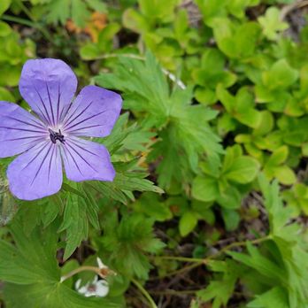 Trail River Campground - Blue geranium - Campgrounds Near Me - Anchorage, Alaska Trail River Campground - Blue geranium - Campgrounds Near Me - Anchorage, Alaska
