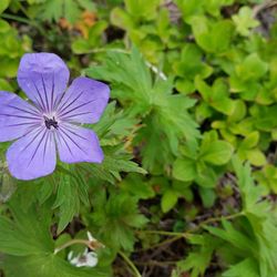Trail River Campground - Blue geranium