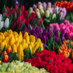 Hewitt's Garden Centers