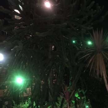 The Monkey Puzzle - Pubs Near Me - London, XGL The Monkey Puzzle - Pubs Near Me - London, XGL