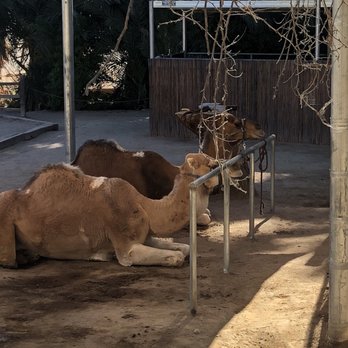 Phoenix Zoo - Camels - Zoos Near Me - Phoenix, Arizona Phoenix Zoo - Camels - Zoos Near Me - Phoenix, Arizona