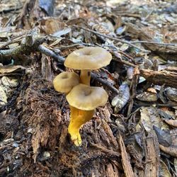 Gracious Harvest & the Shucker's Prize - Yellow feet!