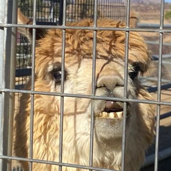 Sugarplum Zoo - Alpaca - Chocolatiers & Shops Near Me - Temecula, California Sugarplum Zoo - Alpaca - Chocolatiers & Shops Near Me - Temecula, California