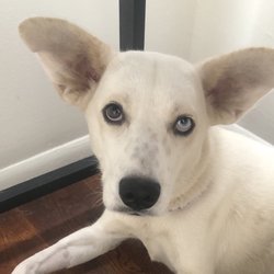 Comfortable Pets House Calls - Snoop