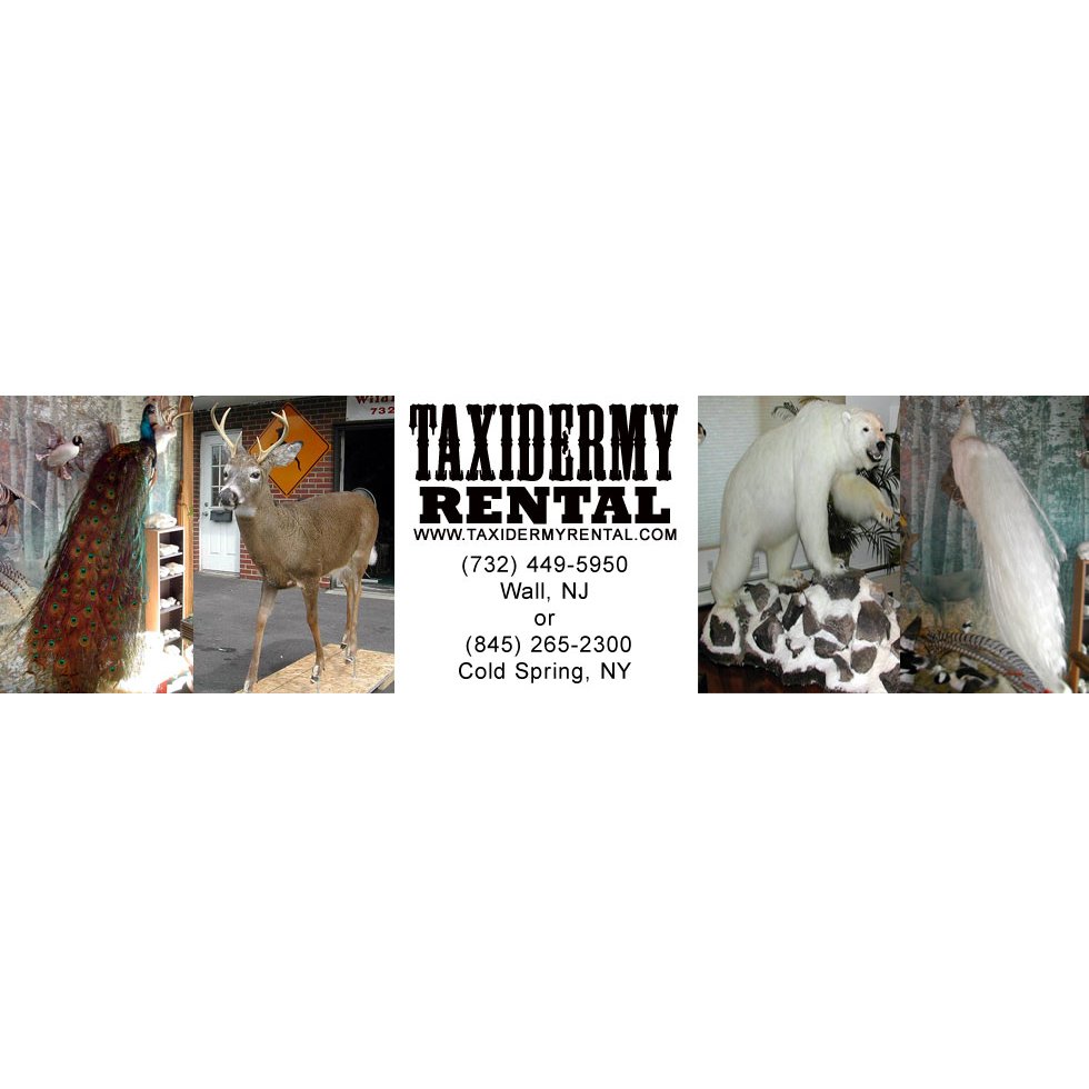 Wildlife Taxidermy & Rental - taxidermy in Wall, NJ