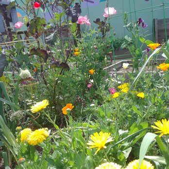 Cathyn Fan Mind-Body Personal Training - Garden with flowers and mural - Trainers Near Me Cathyn Fan Mind-Body Personal Training - Garden with flowers and mural - Trainers Near Me