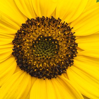 Southside Park - Sunflower closeup - Baseball Fields Near Me - Pittsburgh, Pennsylvania Southside Park - Sunflower closeup - Baseball Fields Near Me - Pittsburgh, Pennsylvania
