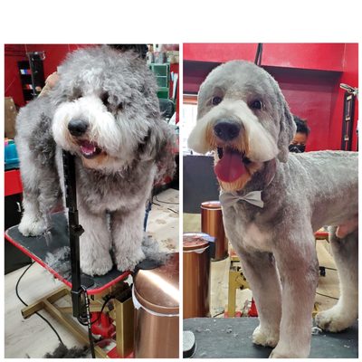 Doggie Before and After Photos - We love and serve both dogs and cats! Here's some pictures of our wonderful clients. Doggie Before and After Photos - We love and serve both dogs and cats! Here's some pictures of our wonderful clients.