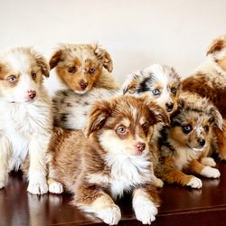 Apacheblus Toy Aussies