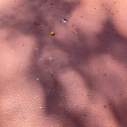 Tarzana Recreation Center - Tables