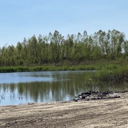 Bonnet Carre' Spillway - Alligator in pond
