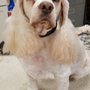 Photo of Faithful Companions Pet Grooming And Boarding