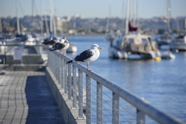 ShoreLine Aquatic Park by null