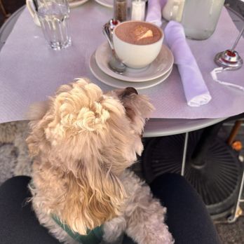 Raymond's - Hot cocoa with marshmallow - American Near Me - Montclair, New Jersey