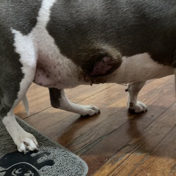 Banfield Pet Hospital - The tumor before the surgery. - Veterinarians Near Me - Yonkers, New York