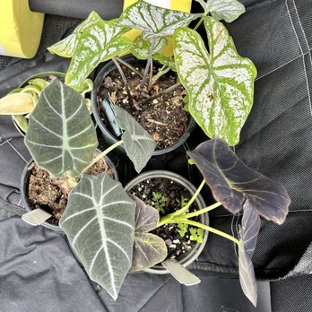 Grant's Creek Nursery - My plants - Nurseries & Gardening Near Me - Jacksonville, North Carolina