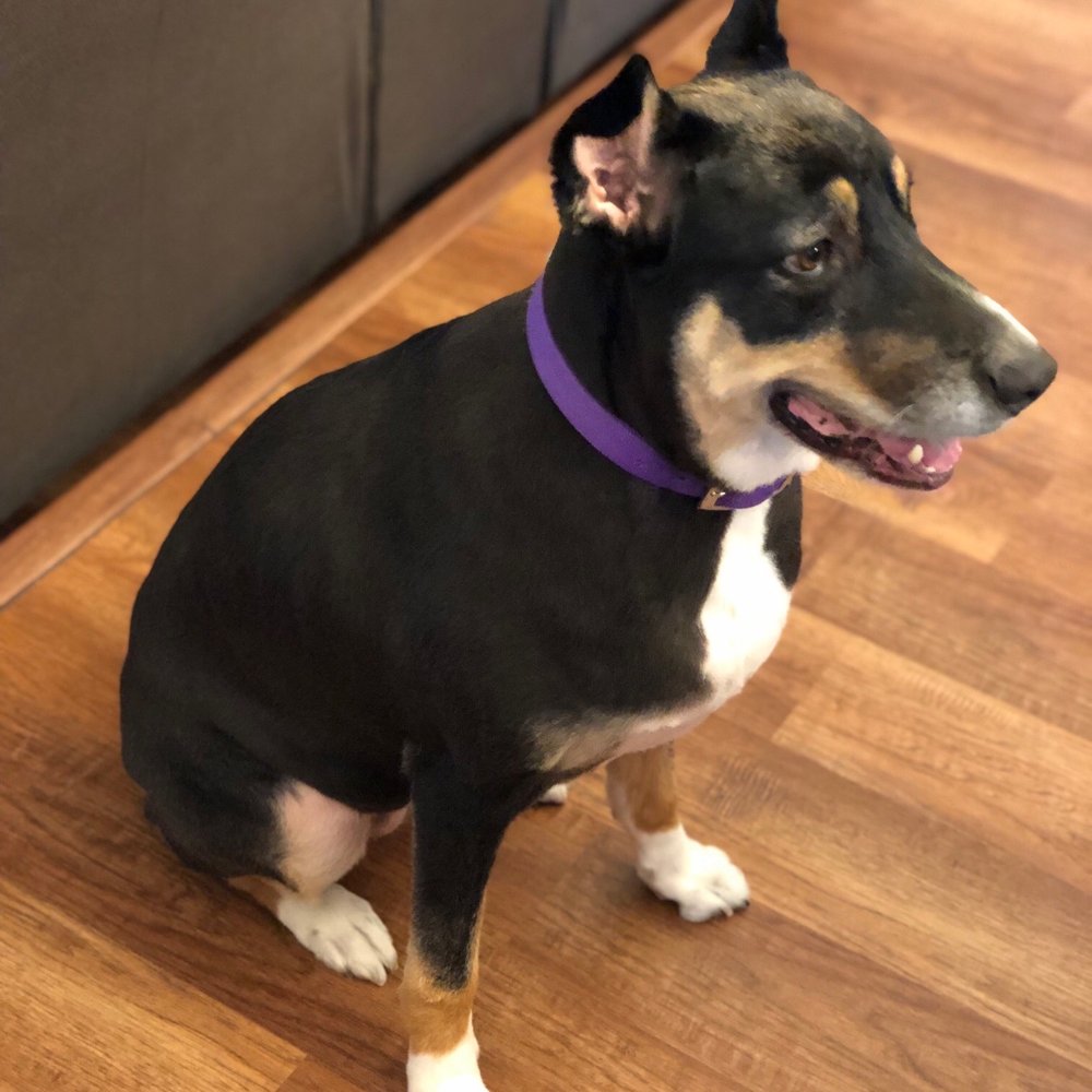V V Dog Grooming - Pet Groomers Near Me - Plano, Texas V V Dog Grooming - Pet Groomers Near Me - Plano, Texas