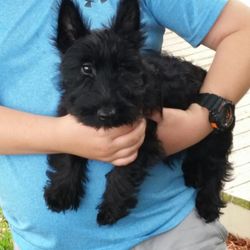 Pet & Aquatic Warehouse - Scottish Terrier we purchased here.