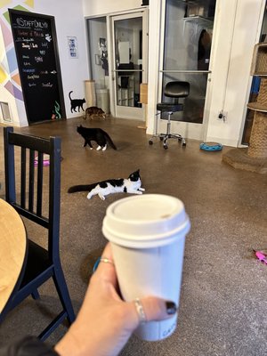 The Cat Cafe by null