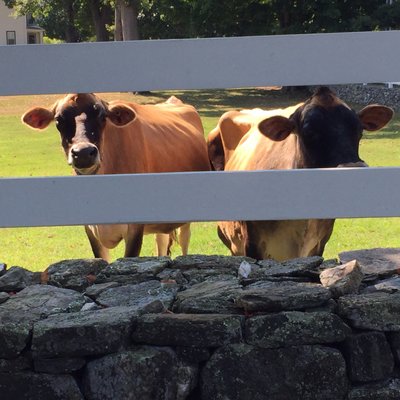 Arethusa Farm by null
