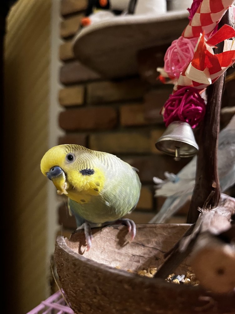 Griffin Alas Aviary Parrot Rescue Logo