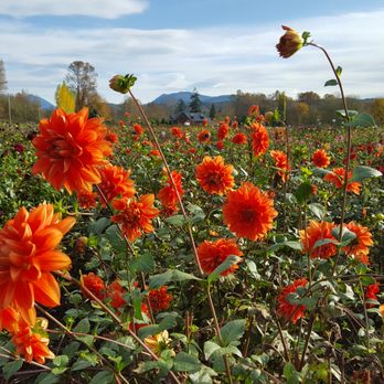 Totally Seattle Tours - Dahlias destined for the Pike Place Market grow in the foothills of the Cascade Mountains. Take our 'Twin Peaks' Snoqualmie Falls tour! (c) - Historical Tours Near Me - Seattle, Washington
