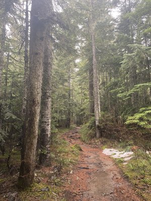 Alexander's Lodge At Mt Rainier by null