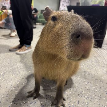 Capybara Cafe - Capybara - Themed Cafes Near Me - St. Petersburg, Florida Capybara Cafe - Capybara - Themed Cafes Near Me - St. Petersburg, Florida