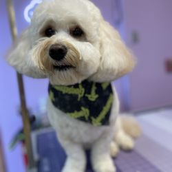 A Touch Of Class Dog Grooming
