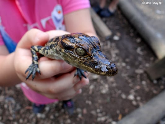 Everglades Outpost by null
