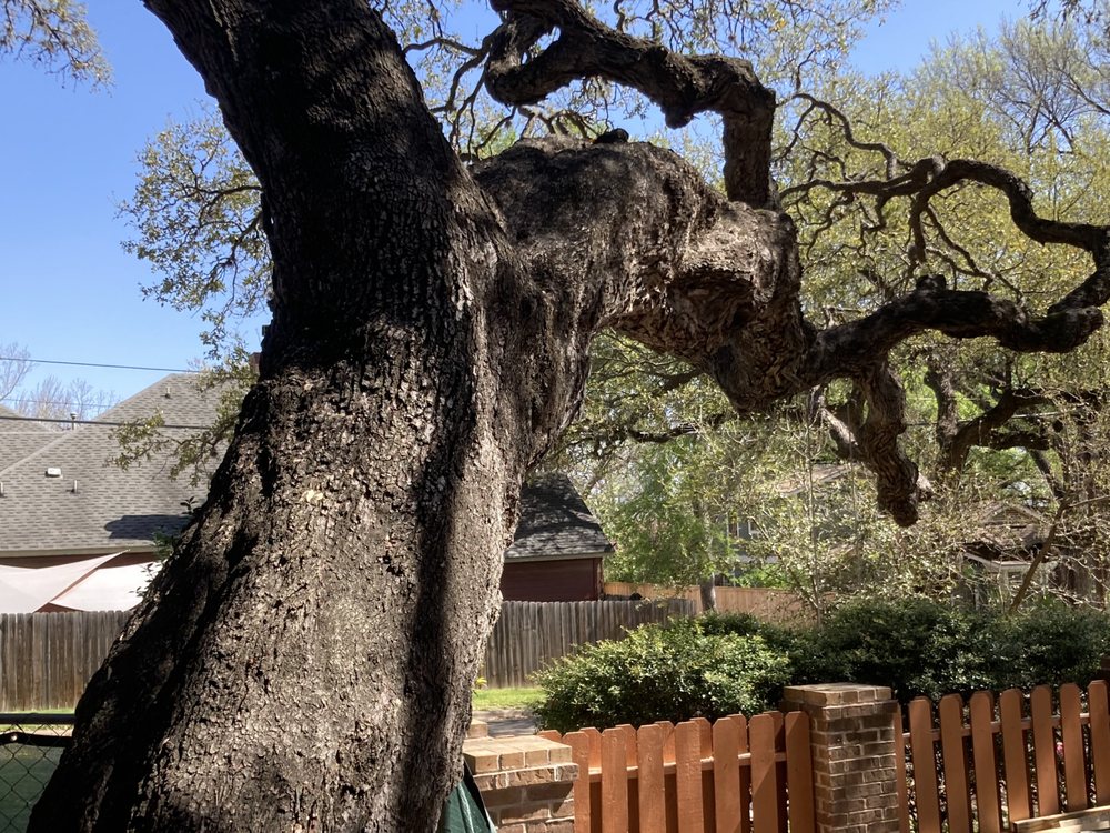 Heritage Tree Care - tree service in Austin, TX