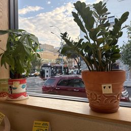 Counter view, cute plants