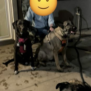 A-Team Dog Training - Pet Training Near Me