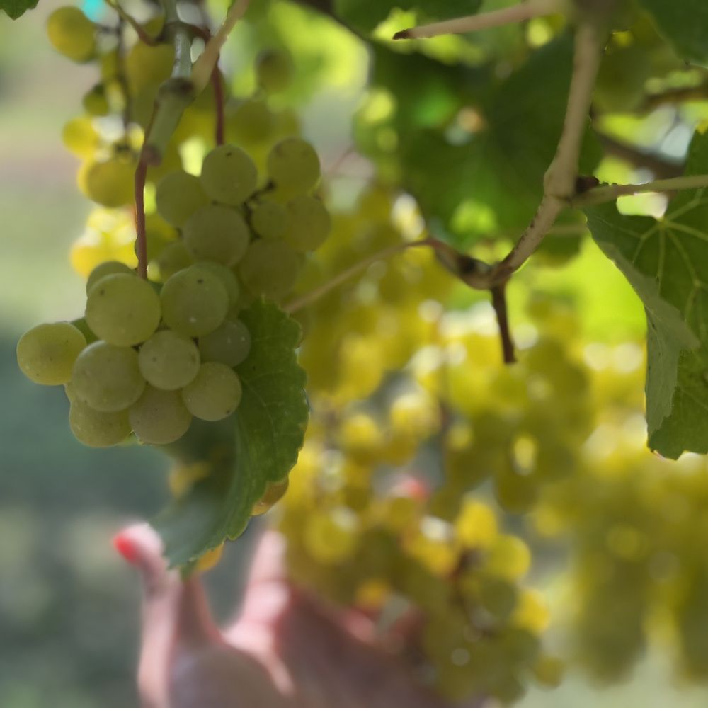 Bernhardt Winery - Delicious grapes - Wineries Near Me - Plantersville, Texas