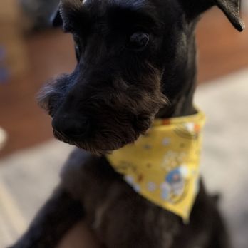 Golden Paws - Juno Miniature Schnauzer - Pet Groomers Near Me - Humble, Texas Golden Paws - Juno Miniature Schnauzer - Pet Groomers Near Me - Humble, Texas