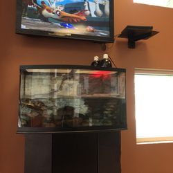 Summit Pediatrics - Waiting room with Daisy the turtle