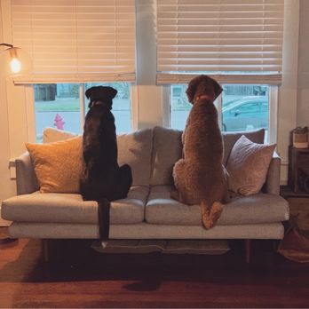 Belhaven Residential - Our pups enjoying the view of Jefferson St. - Apartments Near Me - Jackson, Mississippi Belhaven Residential - Our pups enjoying the view of Jefferson St. - Apartments Near Me - Jackson, Mississippi