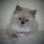 Photo of Ragatootie Ragdolls
