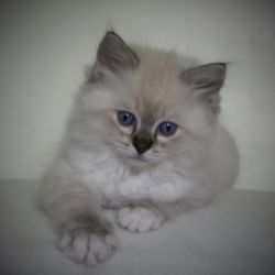 Ragatootie Ragdolls