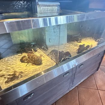 Red Lobster - Lobsters!!! - Seafood Near Me - Bakersfield, California