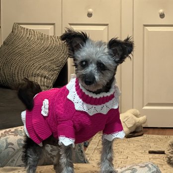 Remember Me Rescue Ny - My newest senior Lucy - Pet Adoption Near Me Remember Me Rescue Ny - My newest senior Lucy - Pet Adoption Near Me