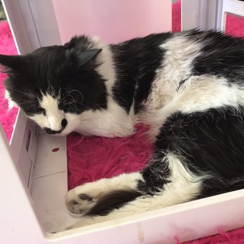 PHX Cat Cafe - Pet Adoption Near Me - Phoenix, Arizona PHX Cat Cafe - Pet Adoption Near Me - Phoenix, Arizona