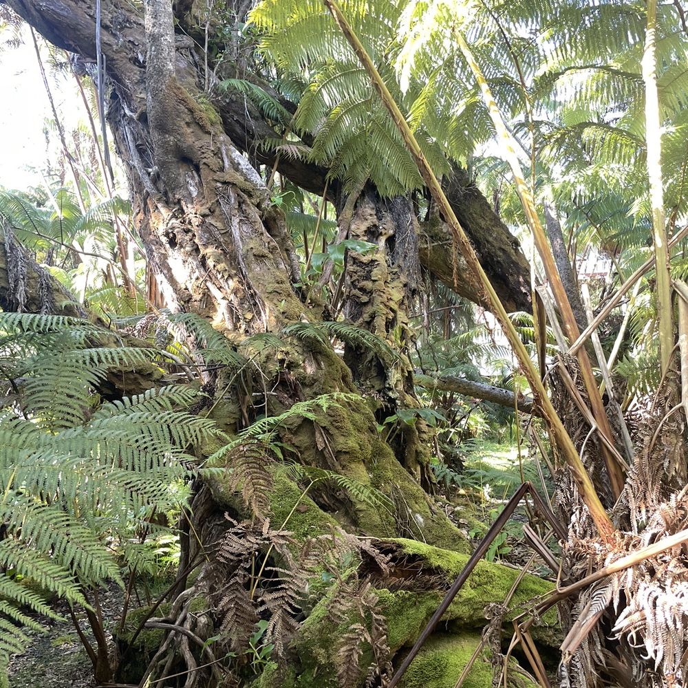 Alas Del Kealoha - Back yard - Vacation Rentals Near Me - Volcano, Hawaii