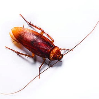 Lloyd Pest & Termite Control - Pest Control Near Me - San Diego, California Lloyd Pest & Termite Control - Pest Control Near Me - San Diego, California