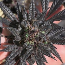 Healing Gardens of Michigan
