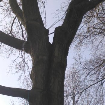 Branch Managers Tree Service - Tree Services Near Me